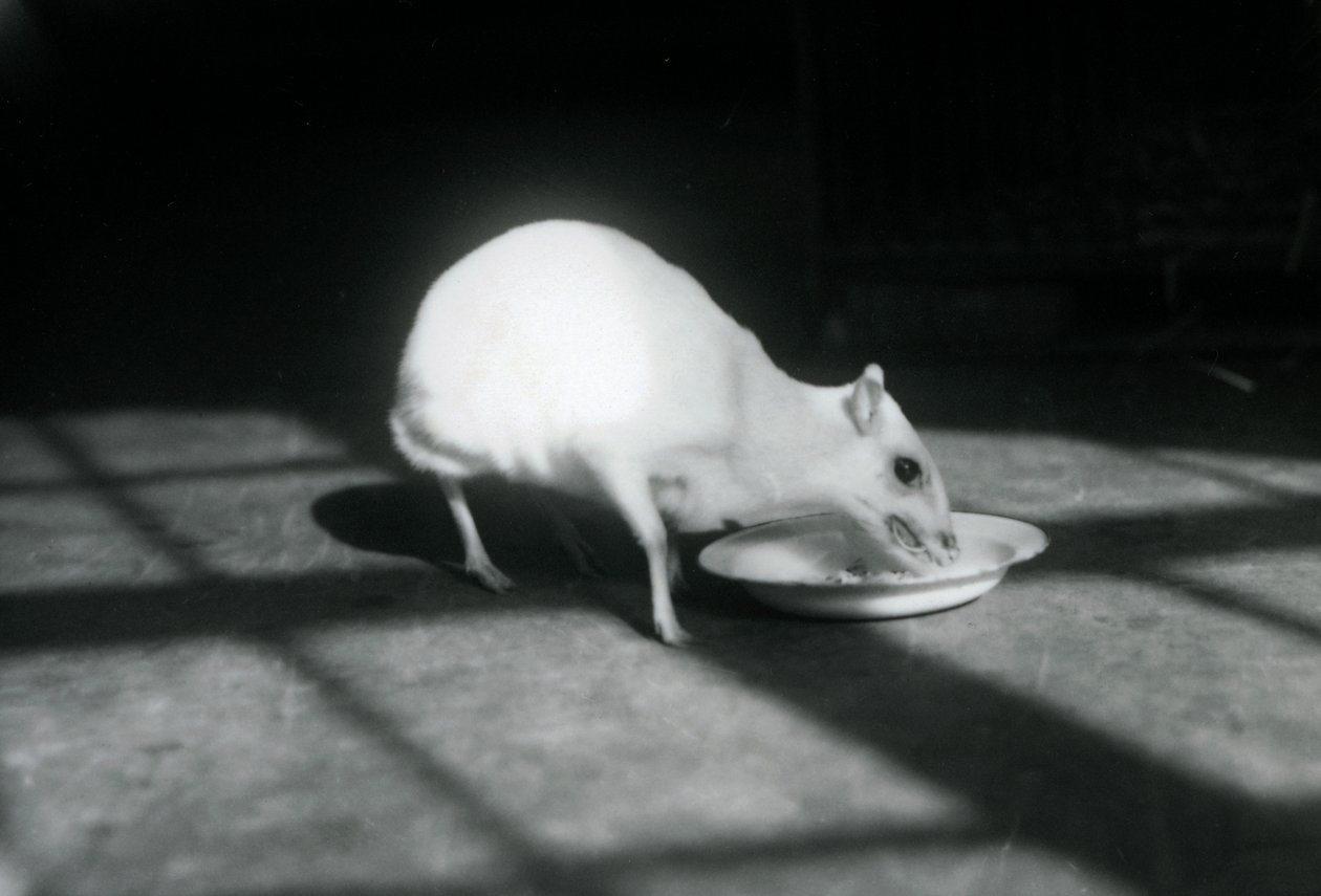Een albino chevrotain etend uit een schaal, London Zoo, december 1926 door Frederick William Bond