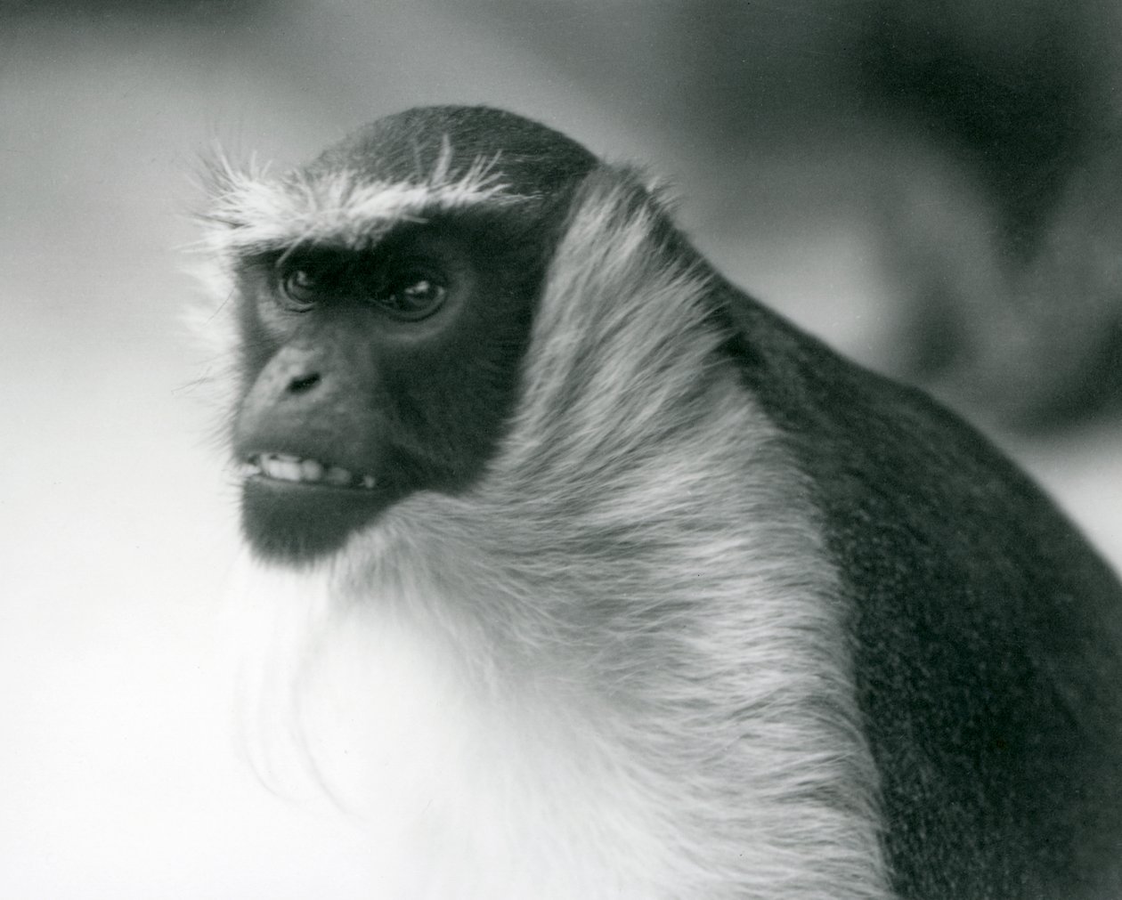 Een bedreigde Roloway-aap in de London Zoo, 1927 door Frederick William Bond