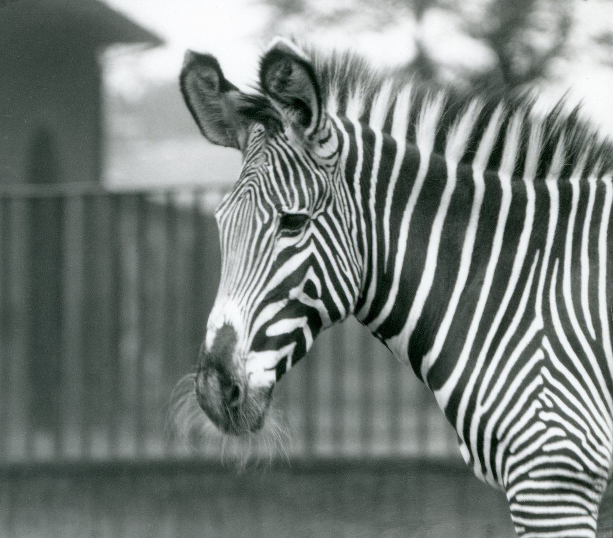 Een vrouwelijke/jenny bedreigde Grevy