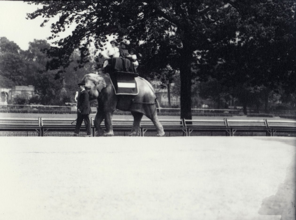 Aziatische olifant 