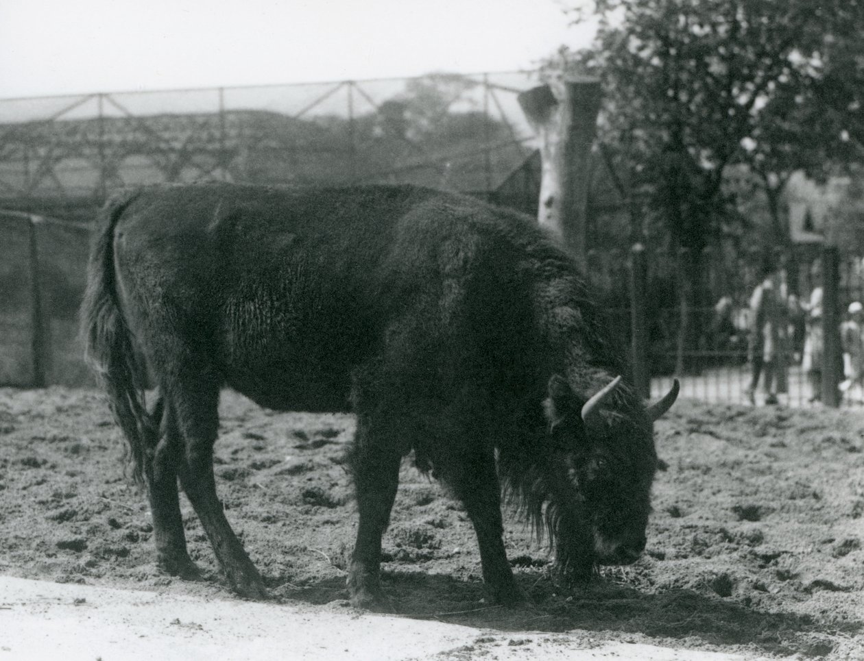 Europese Bison Julia etend van het gras in haar verblijf, London Zoo, 12 augustus 1926 door Frederick William Bond