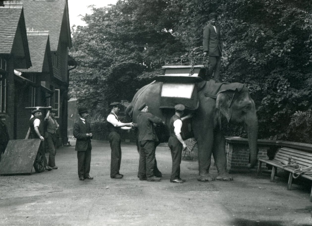 Vrouwelijke Aziatische olifant 