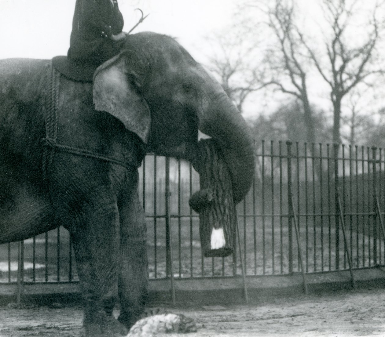 Vrouwelijke Aziatische olifant, 