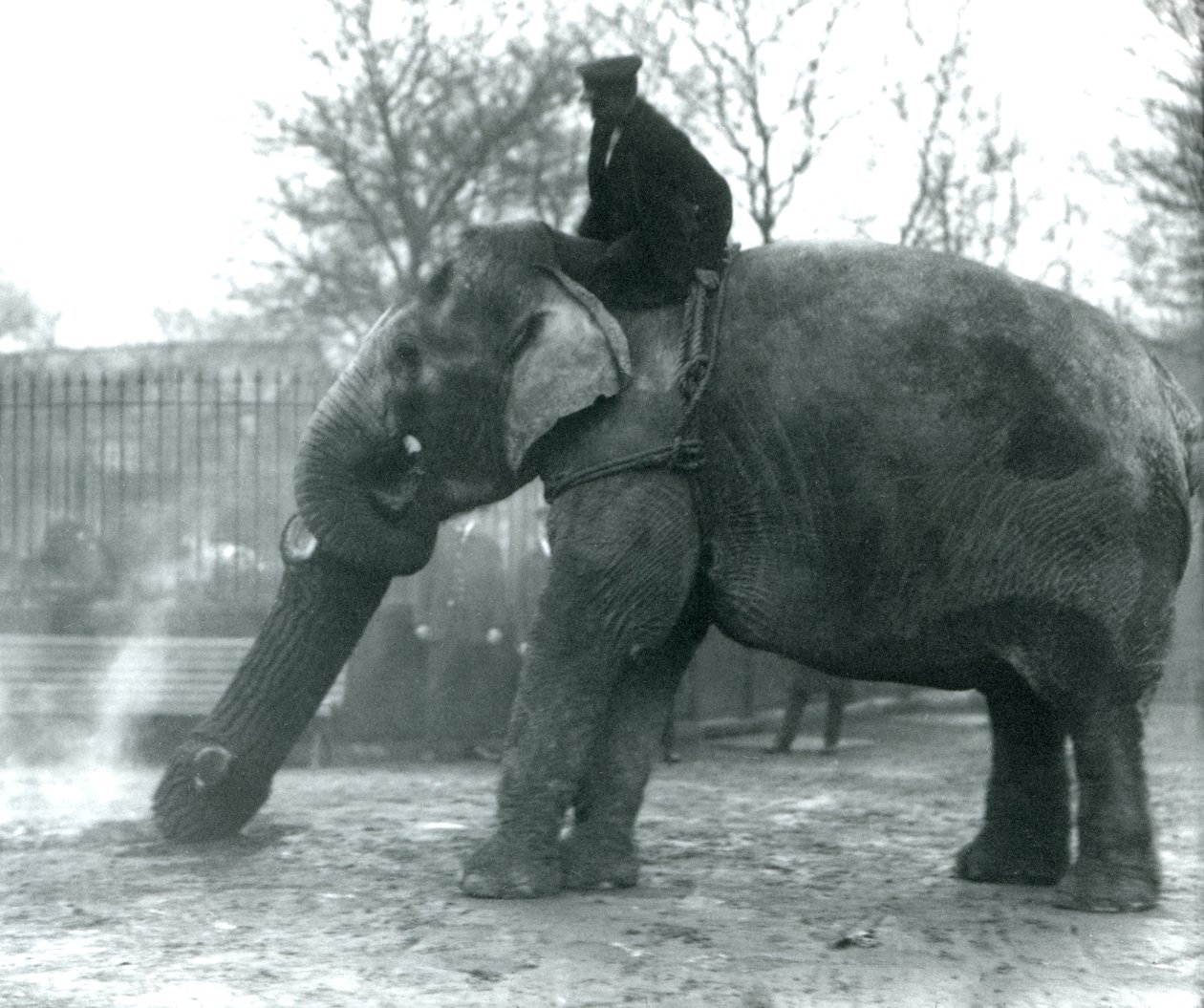 Vrouwelijke Aziatische Olifant, Indiarani, verplaatst hout met haar slurf, terwijl haar verzorger op haar rug zit en haar aanstuurt, London Zoo door Frederick William Bond