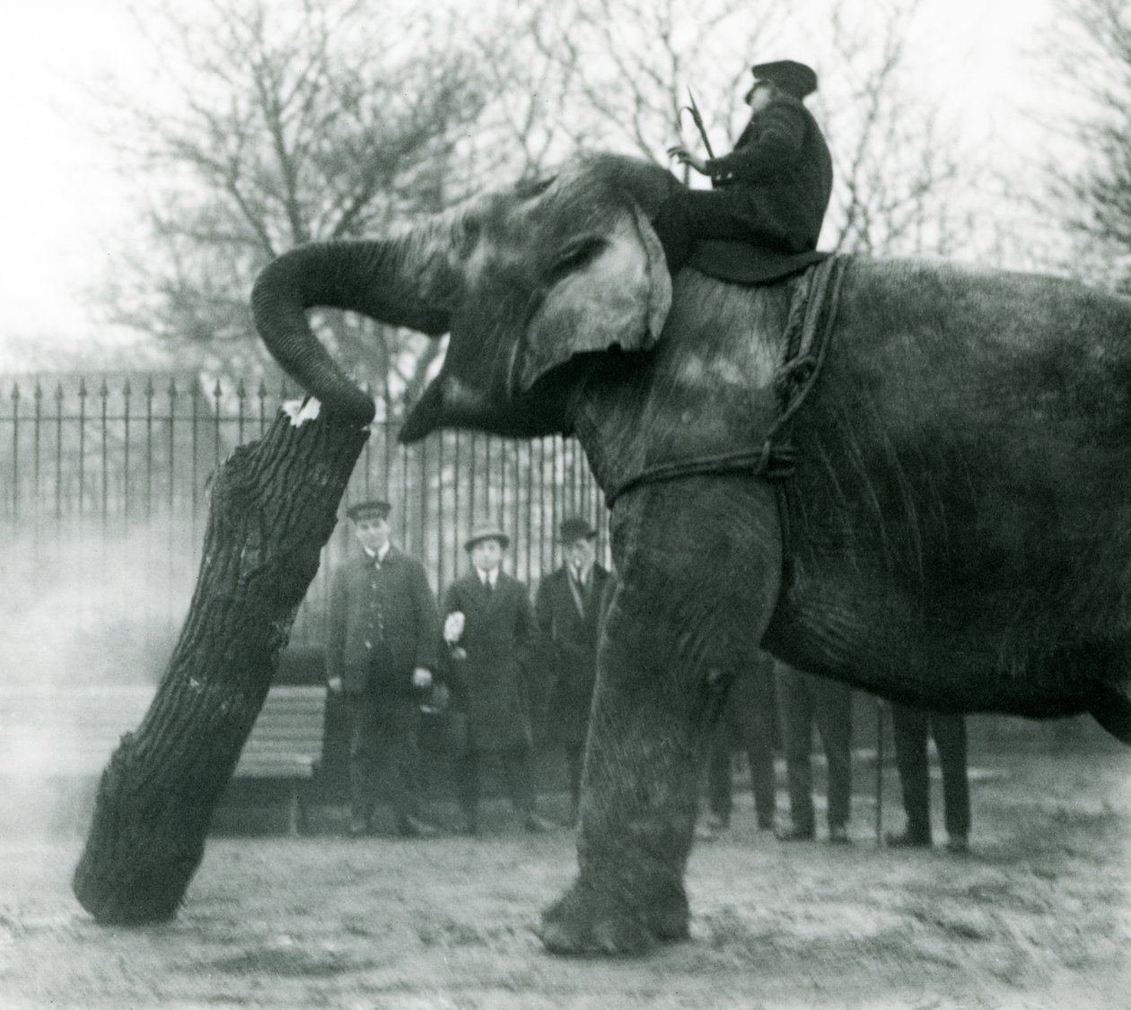Vrouwelijke Aziatische olifant, Indiarani, verplaatst hout met haar slurf, terwijl haar verzorger op haar rug zit en haar aanstuurt, London Zoo, 1925 door Frederick William Bond