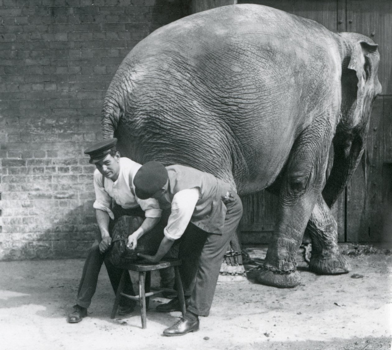 Vrouwelijke Aziatische olifant krijgt haar voeten verzorgd door haar verzorgers in de London Zoo, augustus 1926 door Frederick William Bond