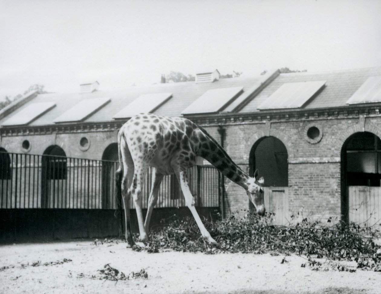 Vrouwelijke giraffe, 