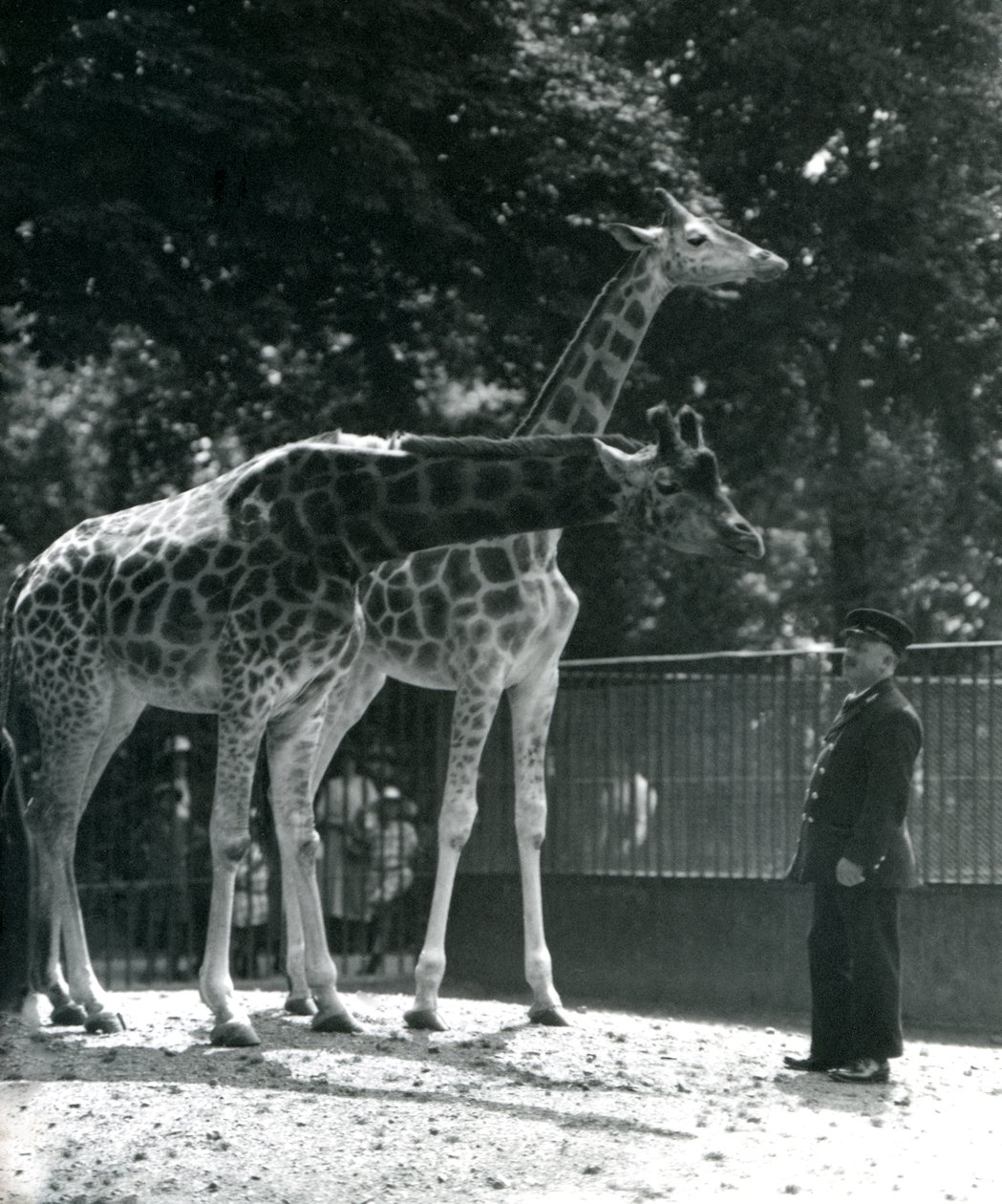 Vrouwelijke giraffen Maud en Maggie, met verzorger Ernie Professor Bowman, London Zoo door Frederick William Bond