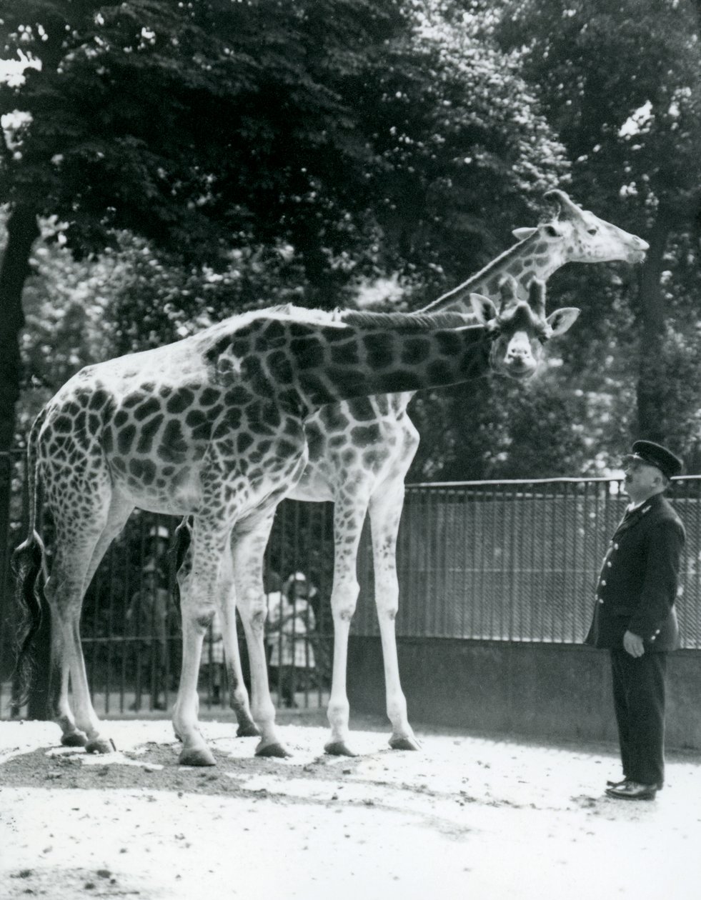 Vrouwelijke giraffen Maud en Maggie, met verzorger Ernie Professor Bowman, London Zoo door Frederick William Bond