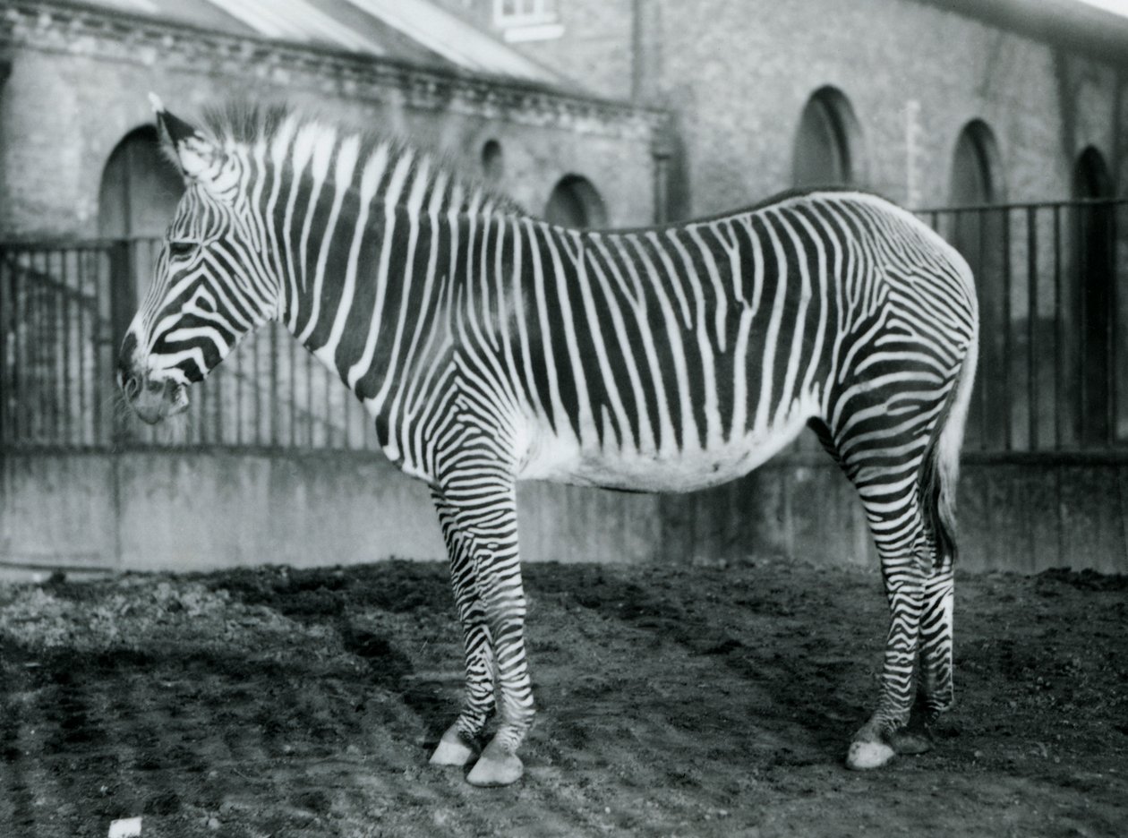 Vrouwelijke Grevy