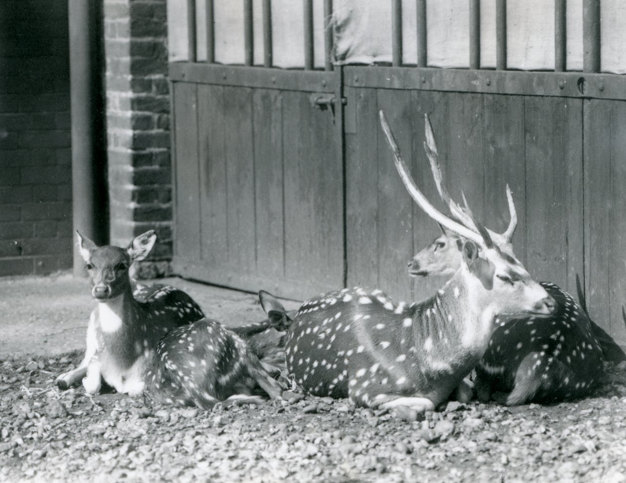 Vier axisherten, waaronder een bok met gewei, in London Zoo in 1924 door Frederick William Bond