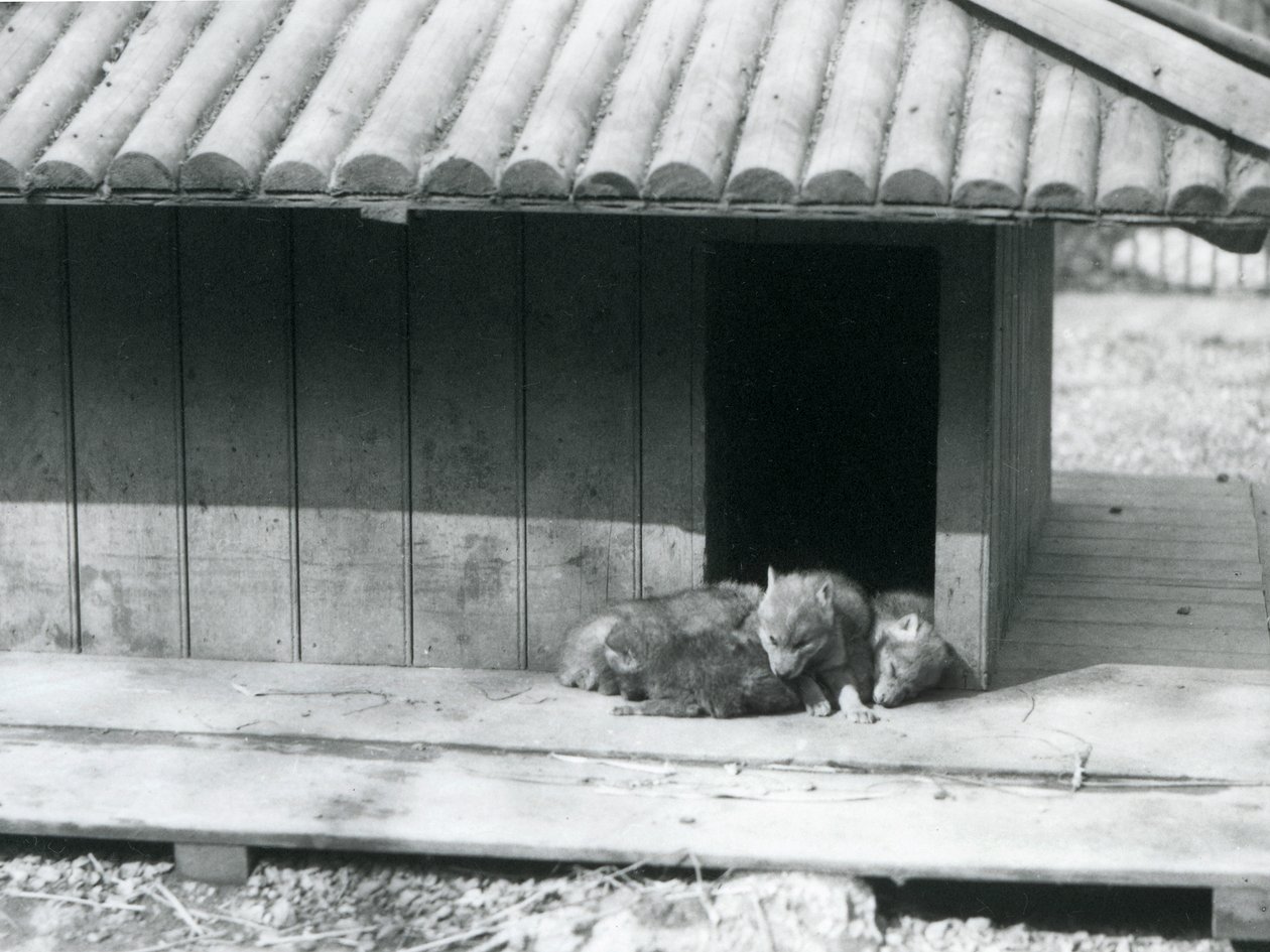 Vier coyote pups rustend bij de ingang van hun hol/houten kennel, London Zoo door Frederick William Bond
