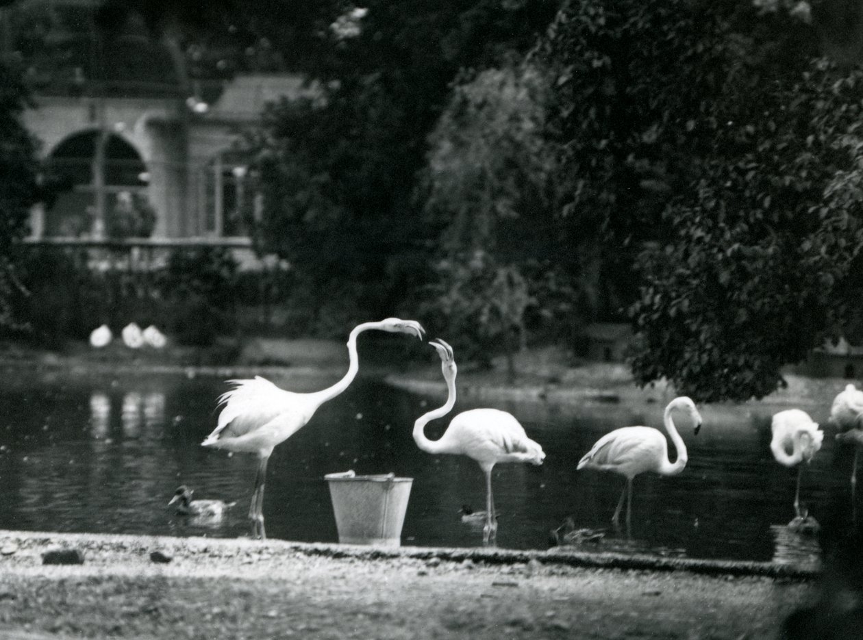 Grote flamingo