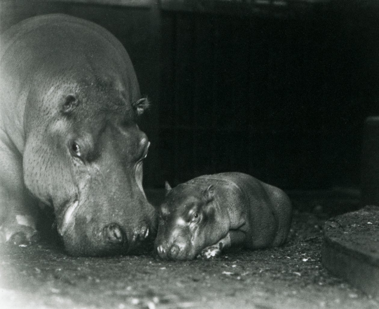 Nijlpaard Joan met haar mannelijke kalf Jimmy in de London Zoo in maart 1927 door Frederick William Bond