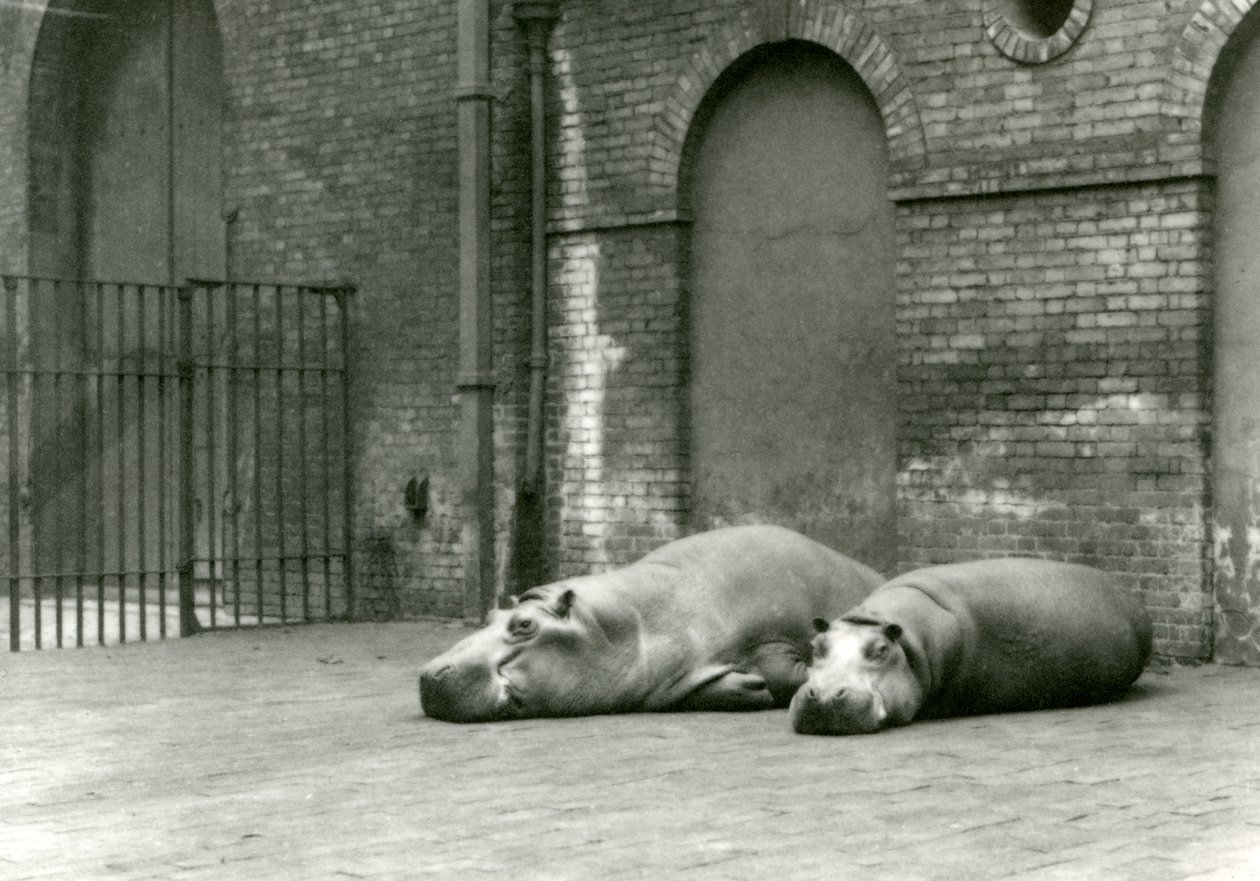 Nijlpaarden Bobbie en Joan in London Zoo, juli 1923 door Frederick William Bond