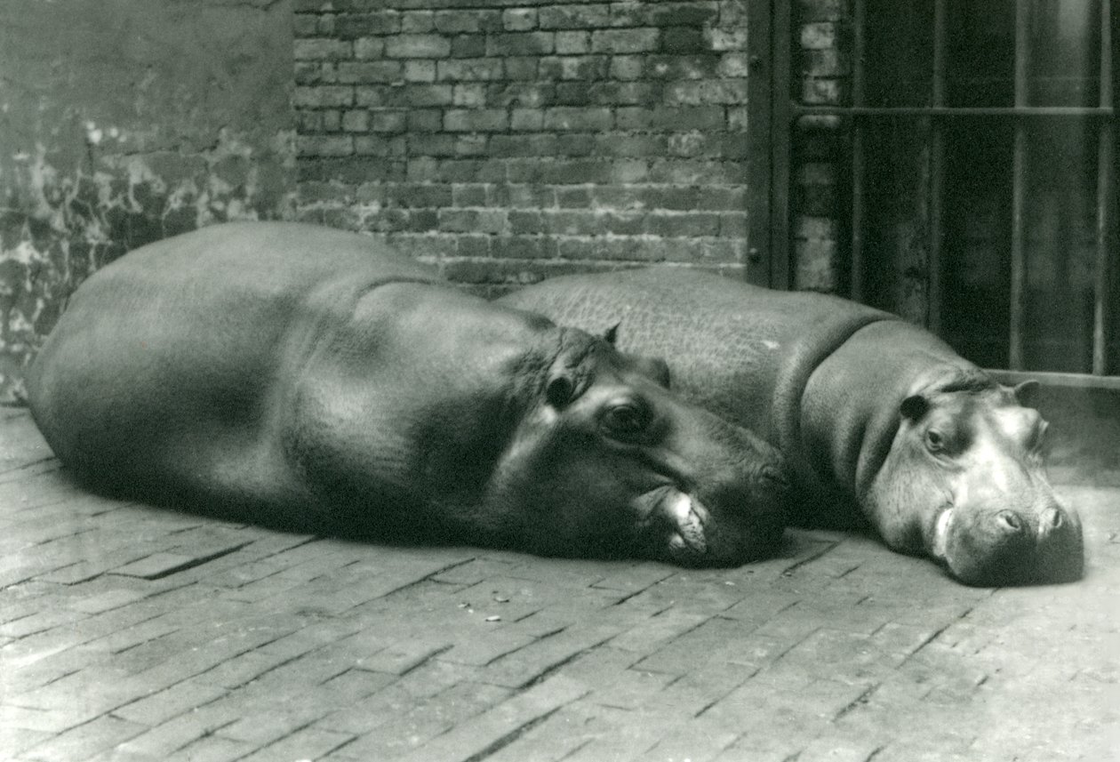 Nijlpaarden Bobbie en Joan liggend in hun verblijf in de London Zoo, juli 1923 door Frederick William Bond