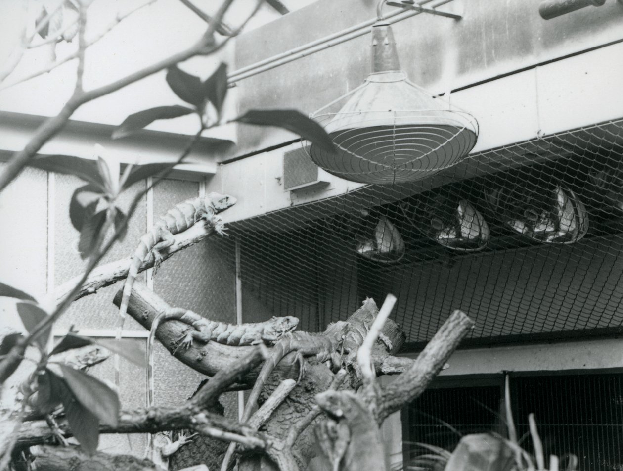 Leguanen, zonnend op takken, genietend van het kunstmatige zonlicht in hun verblijf, London Zoo, augustus 1928 door Frederick William Bond