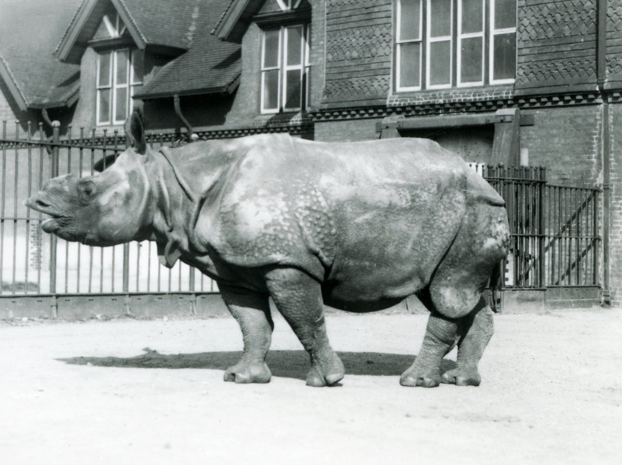 Indische neushoorn Felix in zijn verblijf in de London Zoo, 1927 door Frederick William Bond
