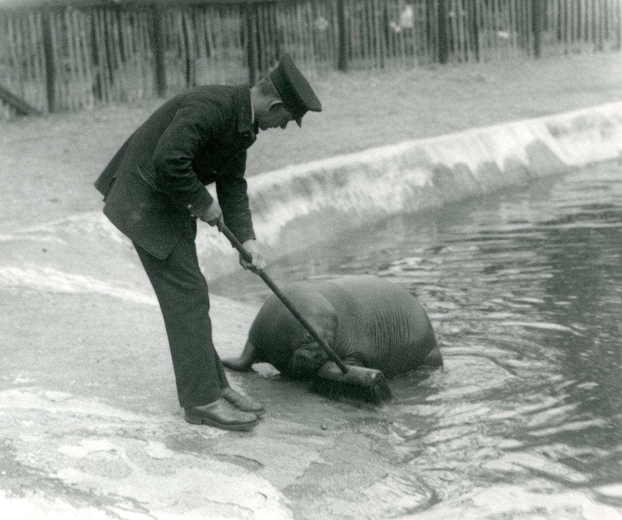 Verzorger Arthur Chandler veegt het walrusbad, London Zoo door Frederick William Bond