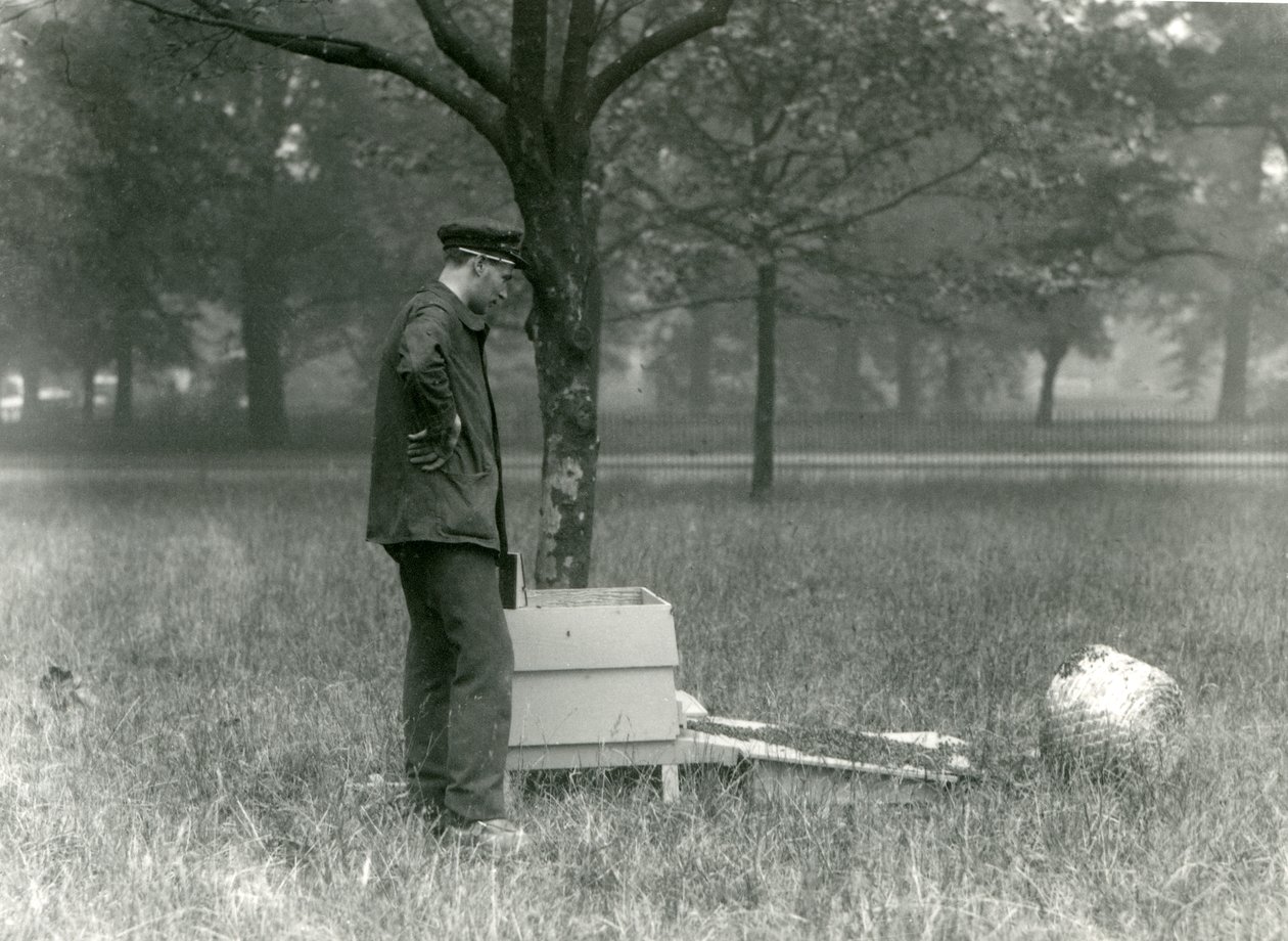 Verzorger Brown verplaatst een zwerm honingbijen, London Zoo, juli 1926 door Frederick William Bond