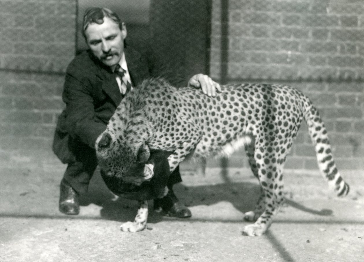 Verzorger Charles Dixon met een speelse cheeta in de Londense dierentuin, oktober 1922 door Frederick William Bond