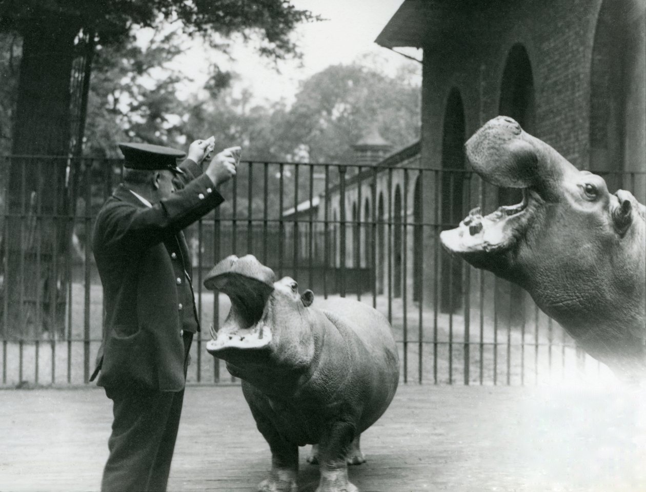 Verzorger Ernie Bowman met nijlpaarden Bobbie en Joan in London Zoo, juli 1923 door Frederick William Bond