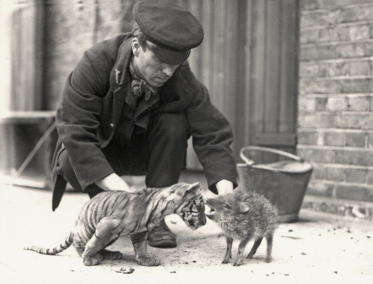 Beheerder, H. Warwick, met een tijgerwelp en een pekari, genomen in ZSL London Zoo, mei 1914 door Frederick William Bond