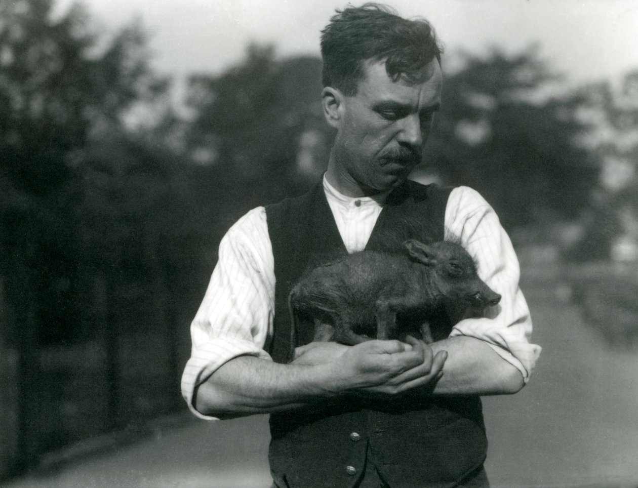 Verzorger Harry Warwick wiegt een baby wrattenzwijn in zijn armen in de London Zoo, augustus 1922 door Frederick William Bond