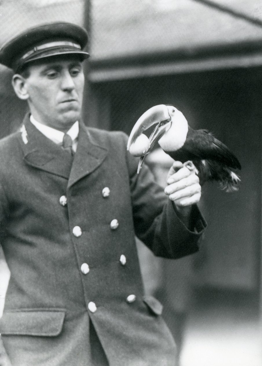 Verzorger, Thomas Raggett, houdt een roodbektoekan met een ei in zijn bek in London Zoo in 1924 door Frederick William Bond