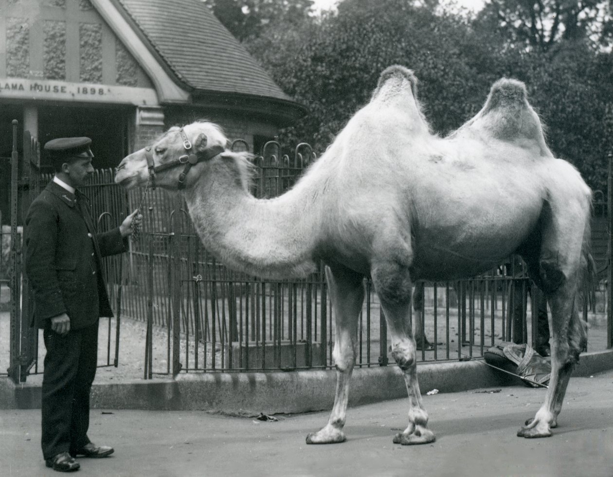 Beheerder W. Styles, met een Bactrische Kameel, buiten het Lama Huis in de Dierentuin van Londen, juli 1914 door Frederick William Bond