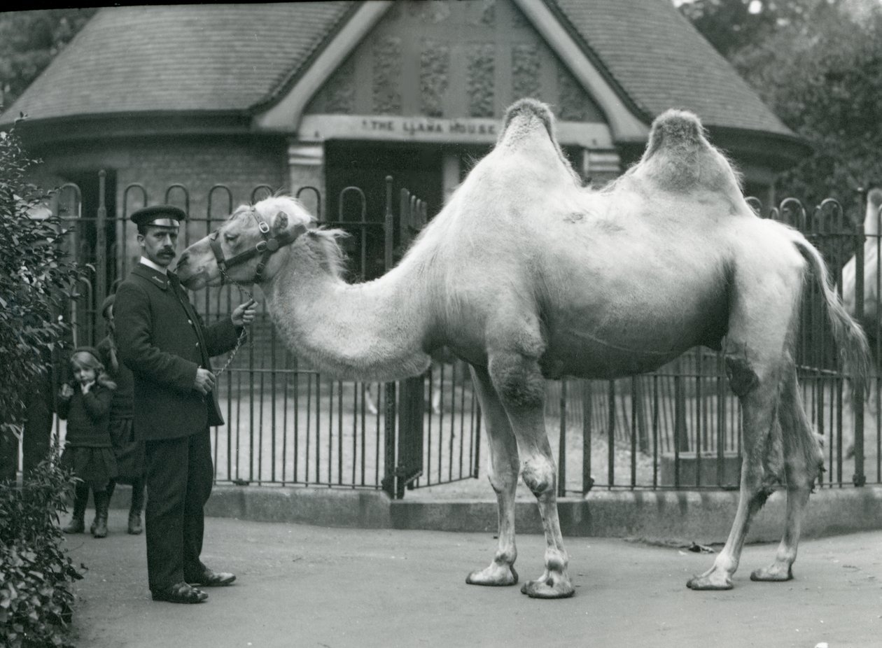 Keeper W. Styles, met een Bactrische kameel, buiten het Llama House in de dierentuin van Londen, juli 1914 door Frederick William Bond