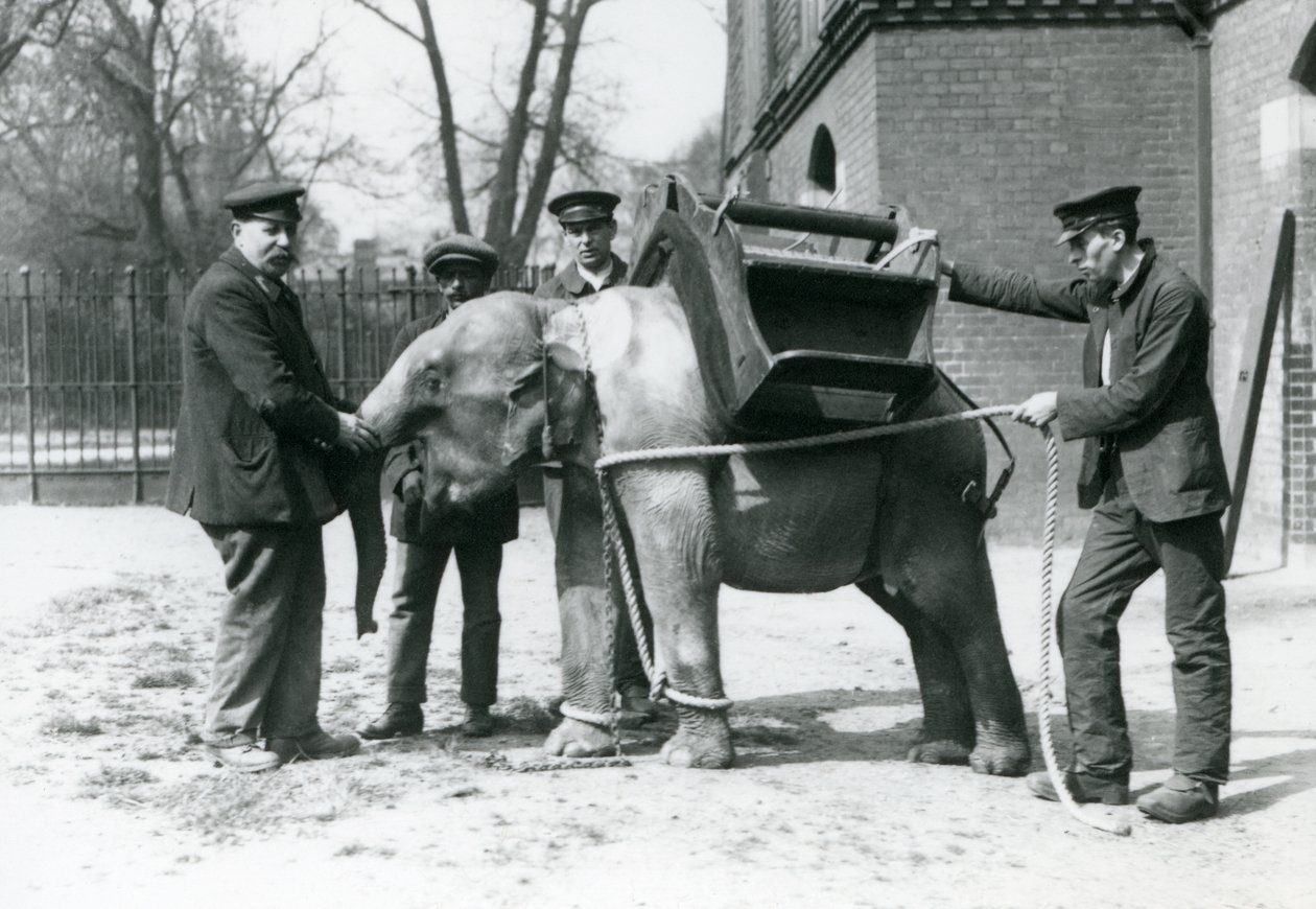 Verzorgers Jack Milbourne, H Robertson en Thomas trainen een jonge Aziatische Olifant, London Zoo, mei 1922 door Frederick William Bond