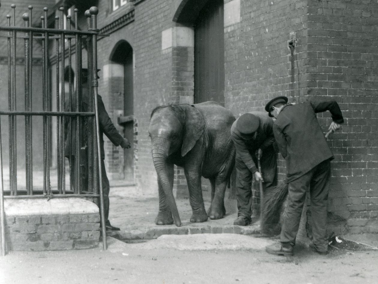 Verzorgers met jonge mannelijke Afrikaanse olifant Kiberenge, London Zoo, 1924 door Frederick William Bond