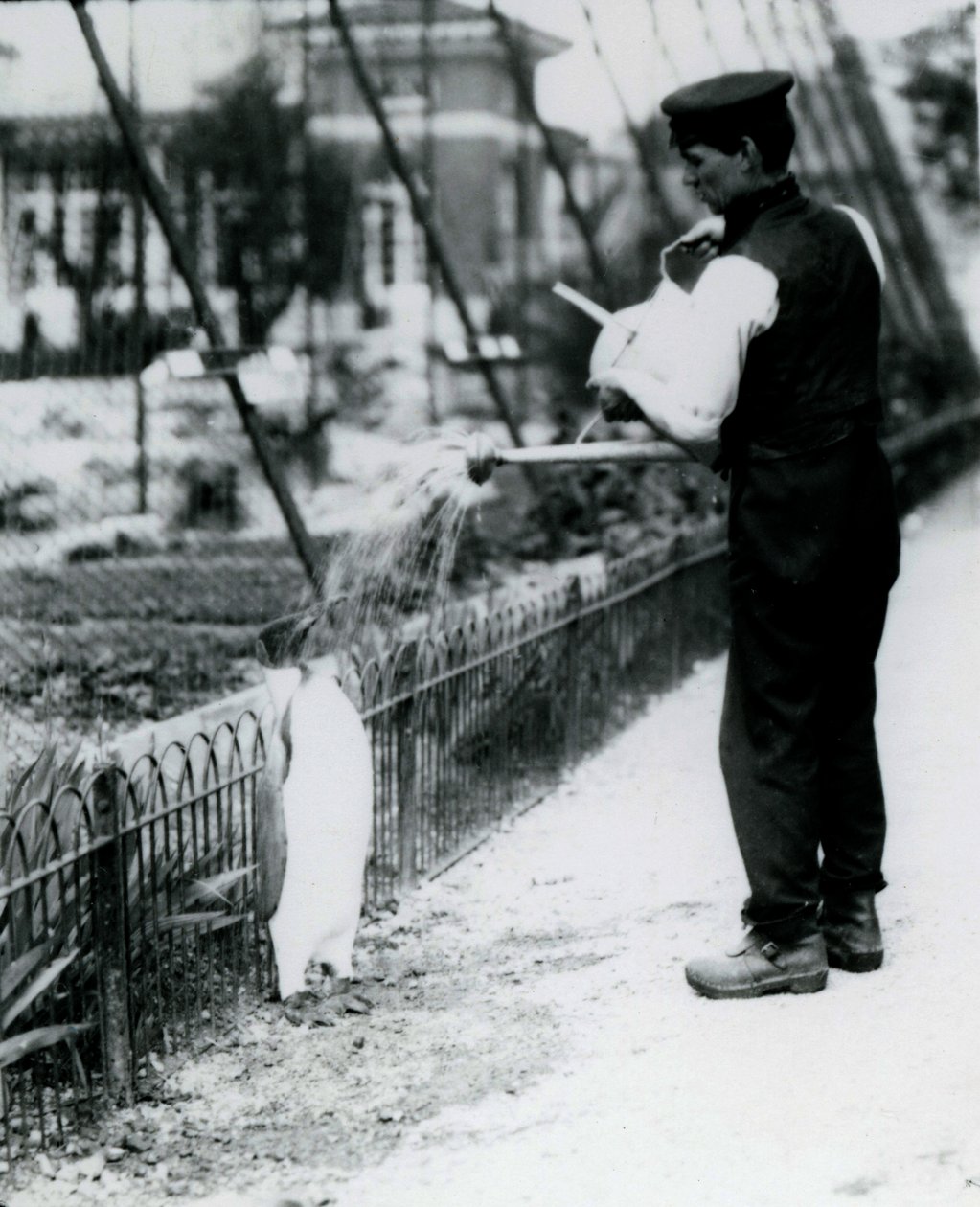 Koningspinguïn, krijgt een douche van verzorger Harry Munro met een gieter in de London Zoo mei 1914. Munro werd gedood in de Eerste Wereldoorlog, nadat hij in het leger had gediend, in luchtschepen en op anti-onderzeeër door Frederick William Bond