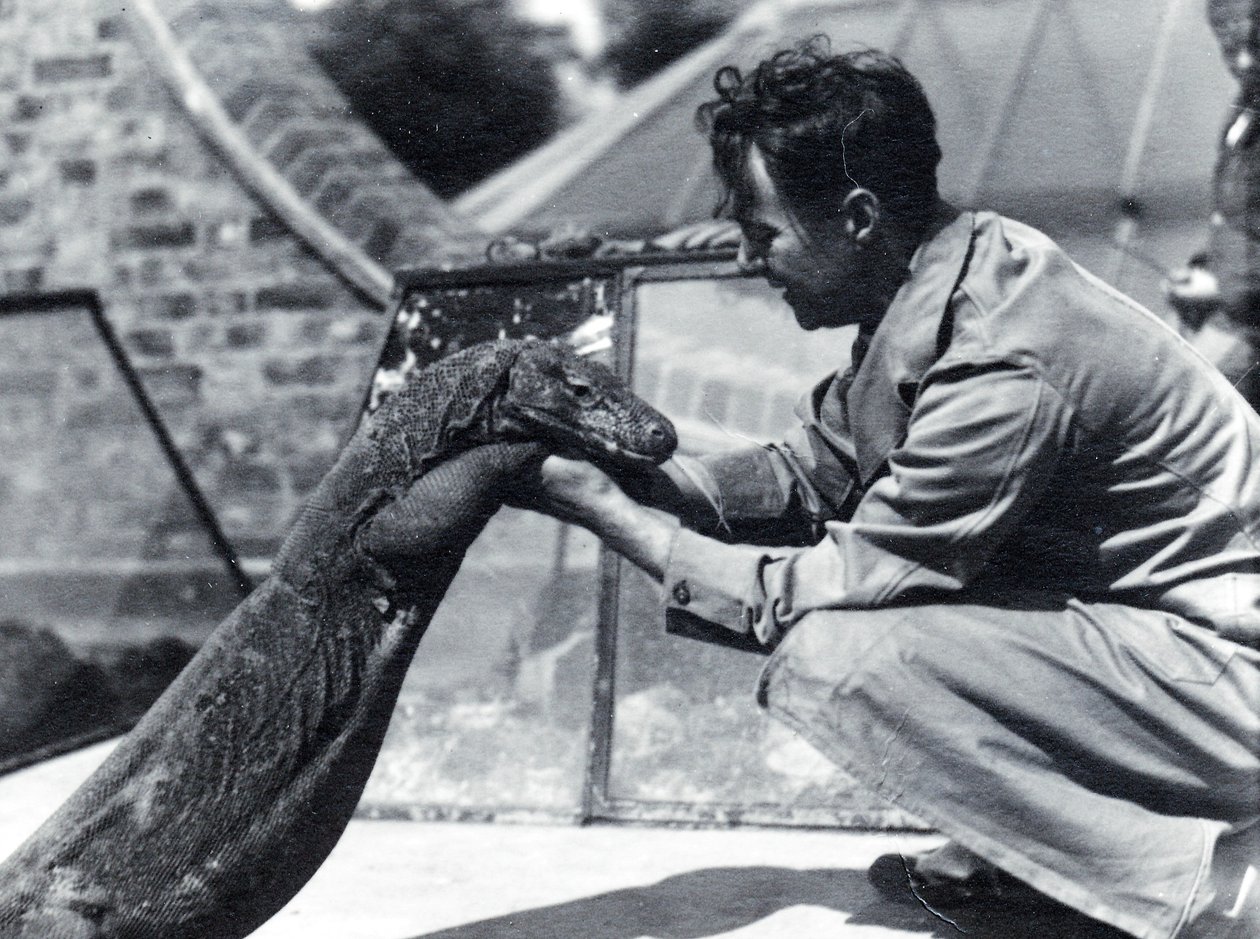 Komodovaraan Sumbawa met verzorger H. Alec Budd, 1928 door Frederick William Bond