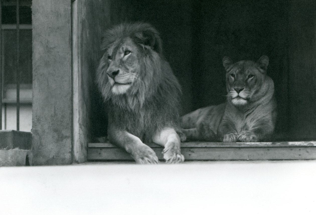 Leeuw en leeuwin Kuja en Caroline in de ZSL London Zoo door Frederick William Bond