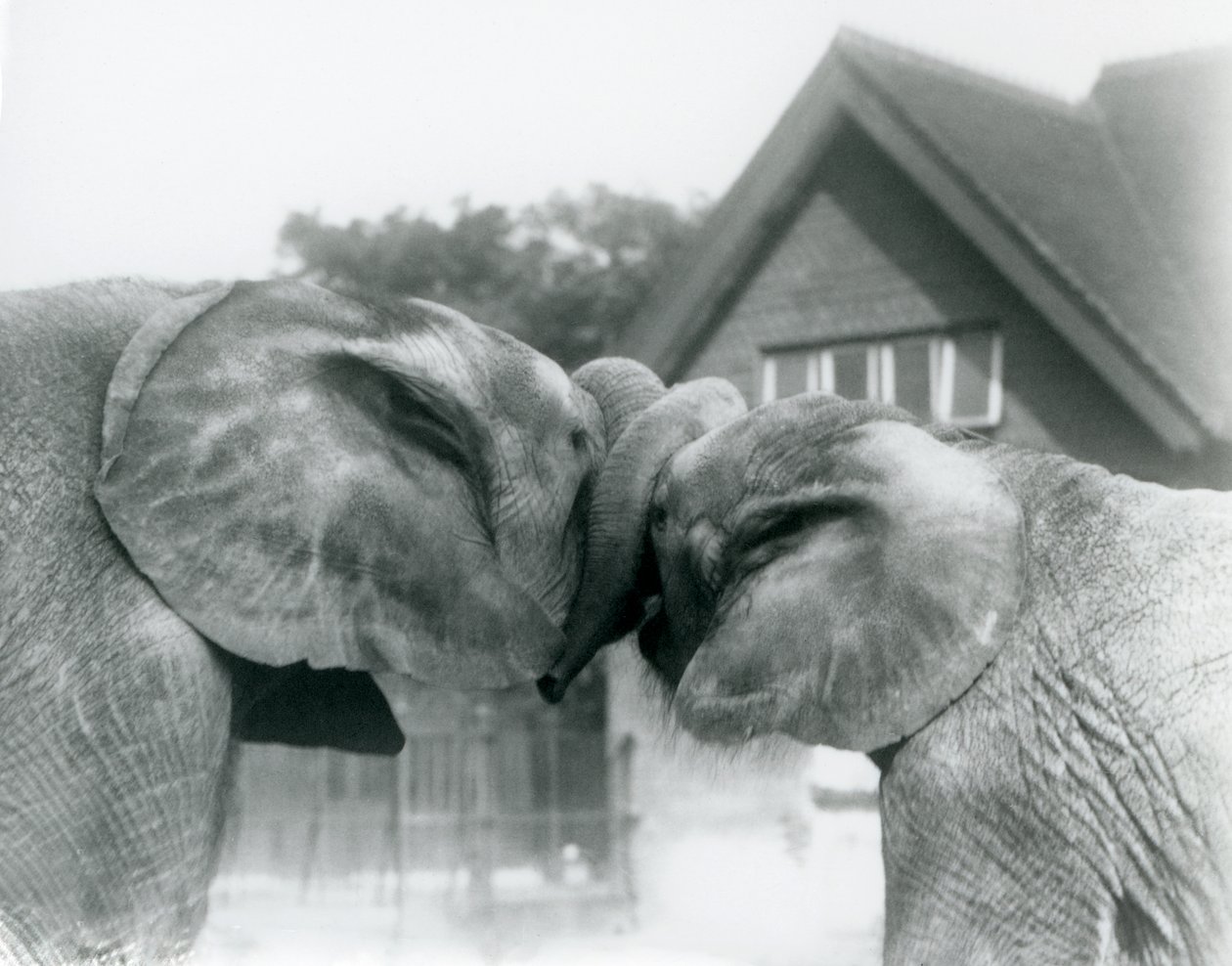 Mannelijke Afrikaanse Olifant Kiberenge en vrouwelijke Afrikaanse Olifant Hango begroeten elkaar door hun slurven te knopen in London Zoo in oktober 1927. Kiberenge was aan London Zoo geschonken door H.E. Sir Horace Byatt door Frederick William Bond