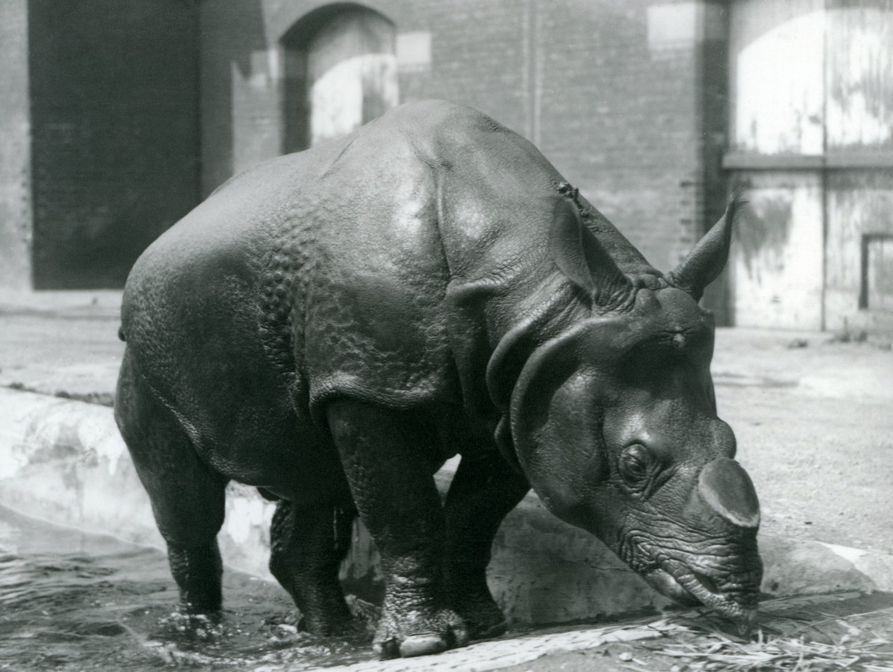 Mannelijke Indische Neushoorn Felix verlaat zijn zwembad in London Zoo in 1928 door Frederick William Bond