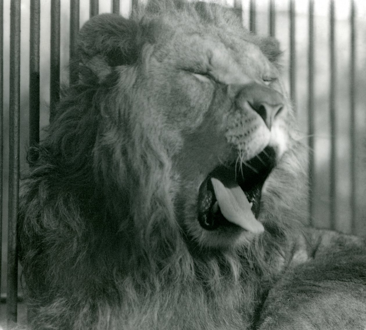 Mannelijke leeuw, Abdullah, geeuwt in zijn verblijf in London Zoo in 1925 door Frederick William Bond
