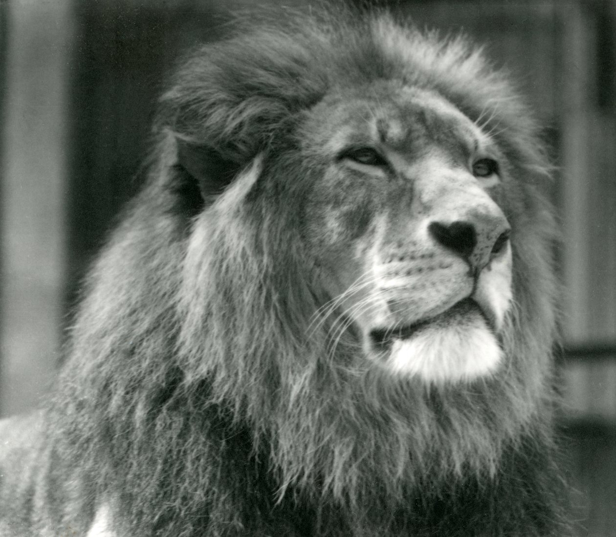 Mannelijke Leeuw Kuja in London Zoo in augustus 1924 door Frederick William Bond