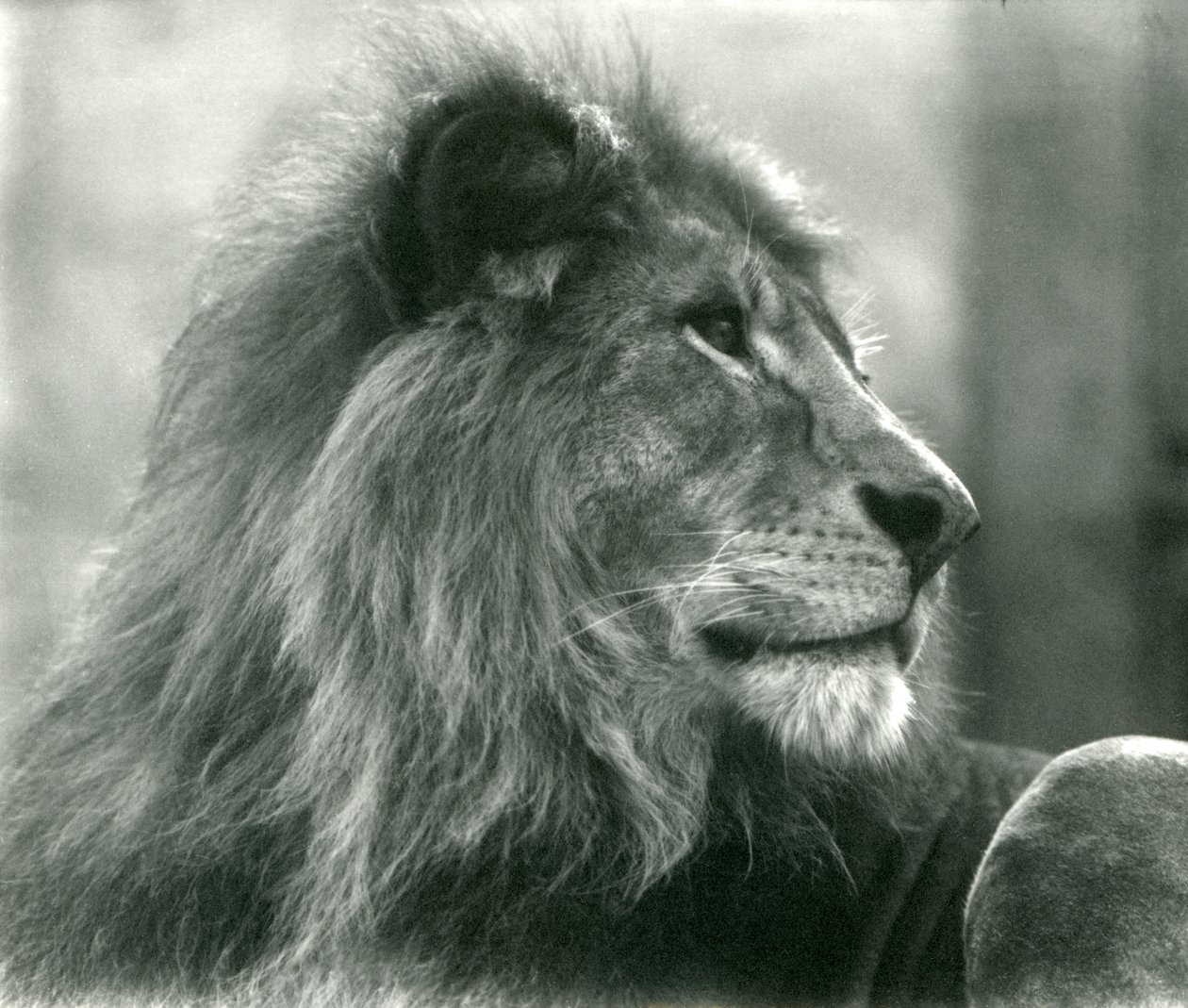 Mannelijke leeuw Kuja in London Zoo in januari 1925 door Frederick William Bond