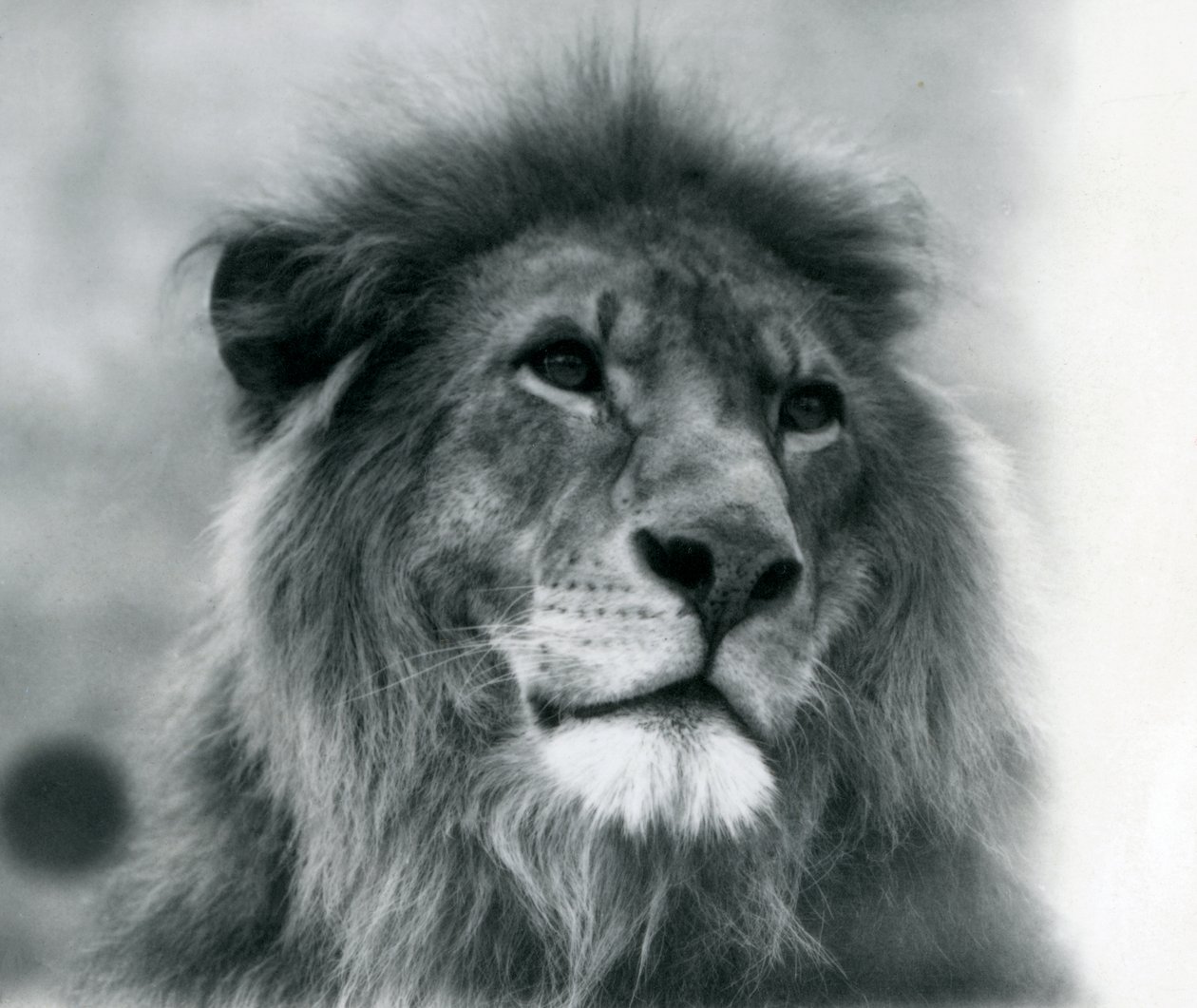 Mannelijke leeuw Kuja in London Zoo in januari 1925 door Frederick William Bond