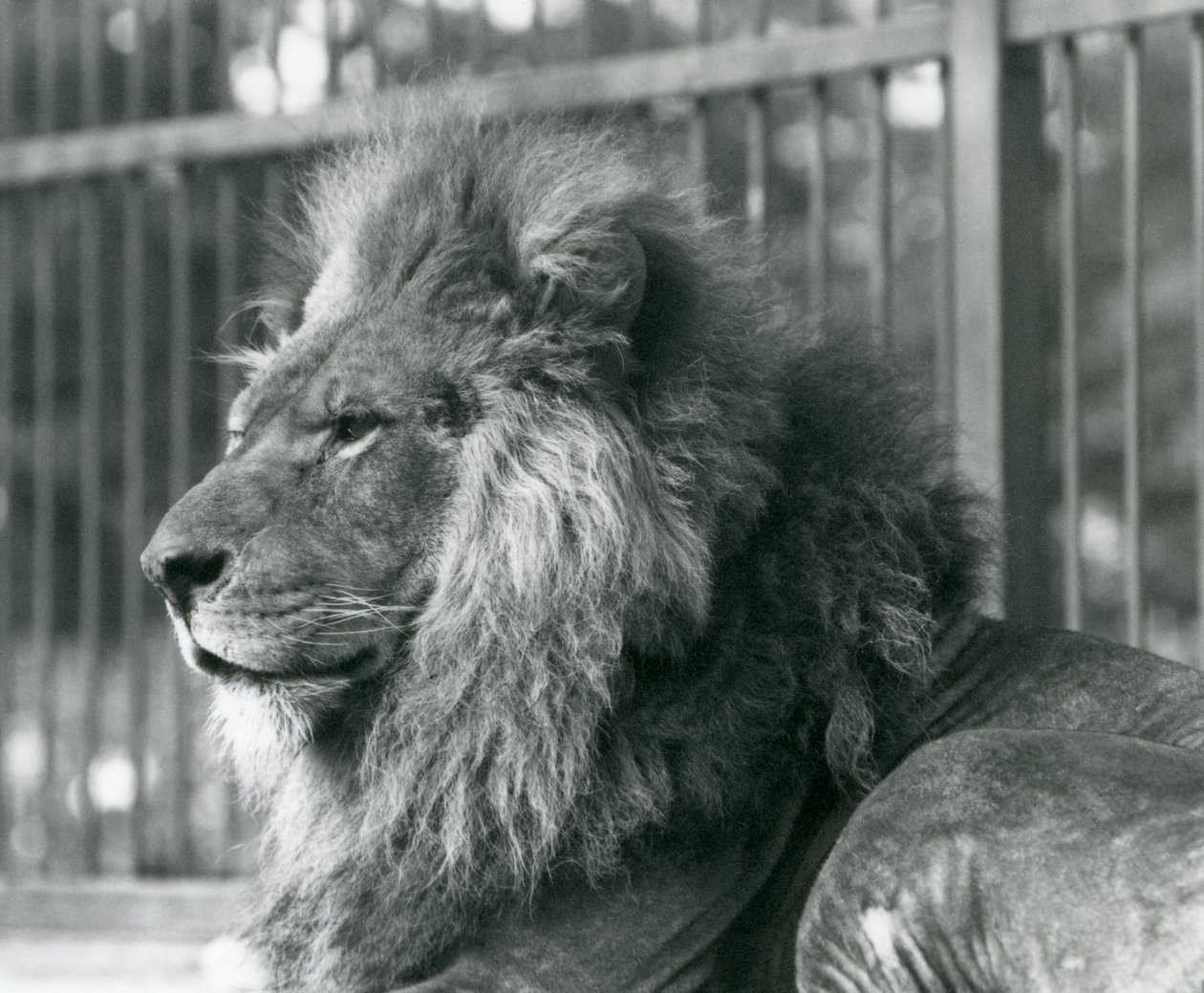 Mannelijke Leeuw Toto ligt in zijn verblijf in de Londense Zoo in september 1927 door Frederick William Bond
