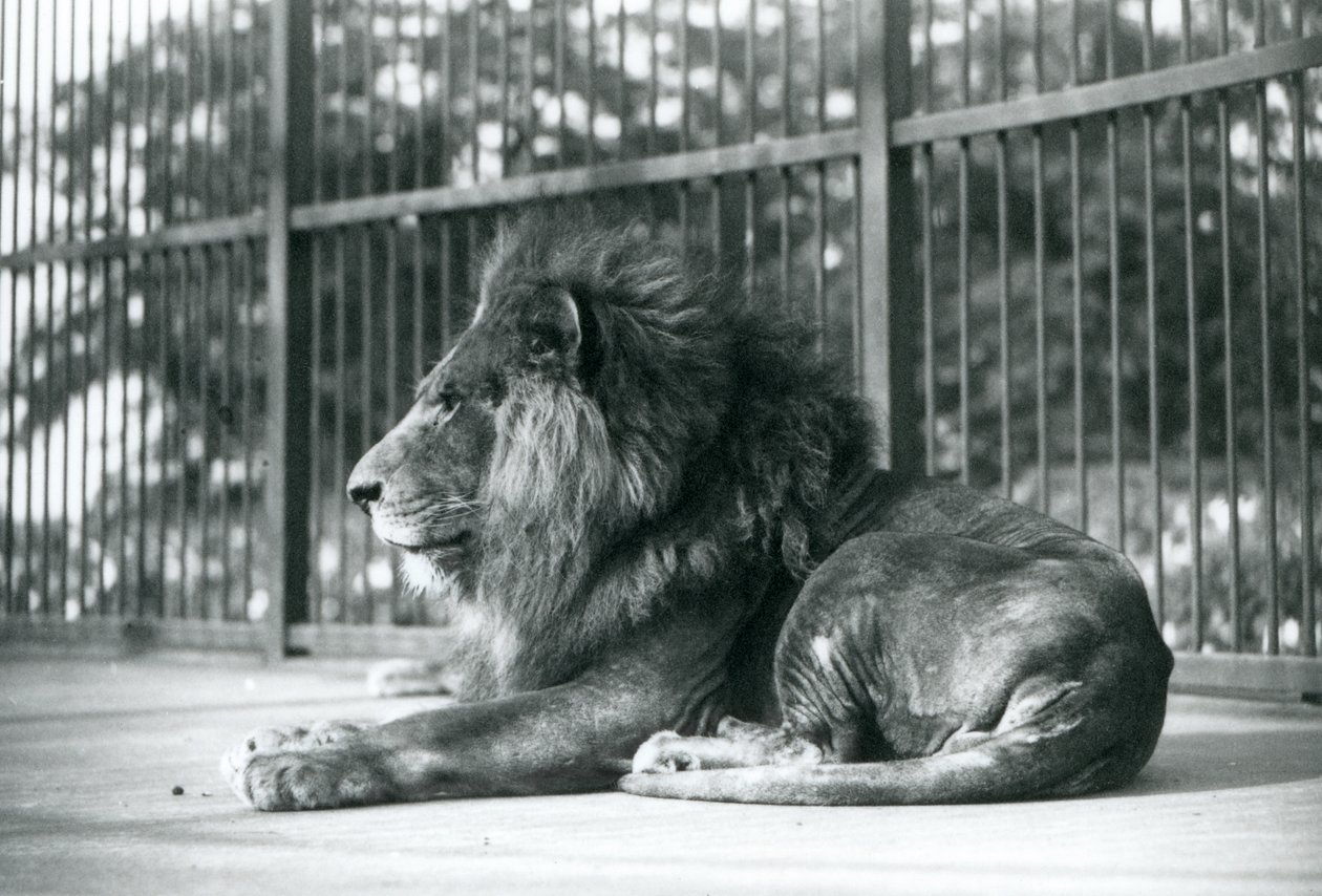 Mannelijke Leeuw Toto ligt in zijn verblijf in de Londense Zoo in september 1927 door Frederick William Bond