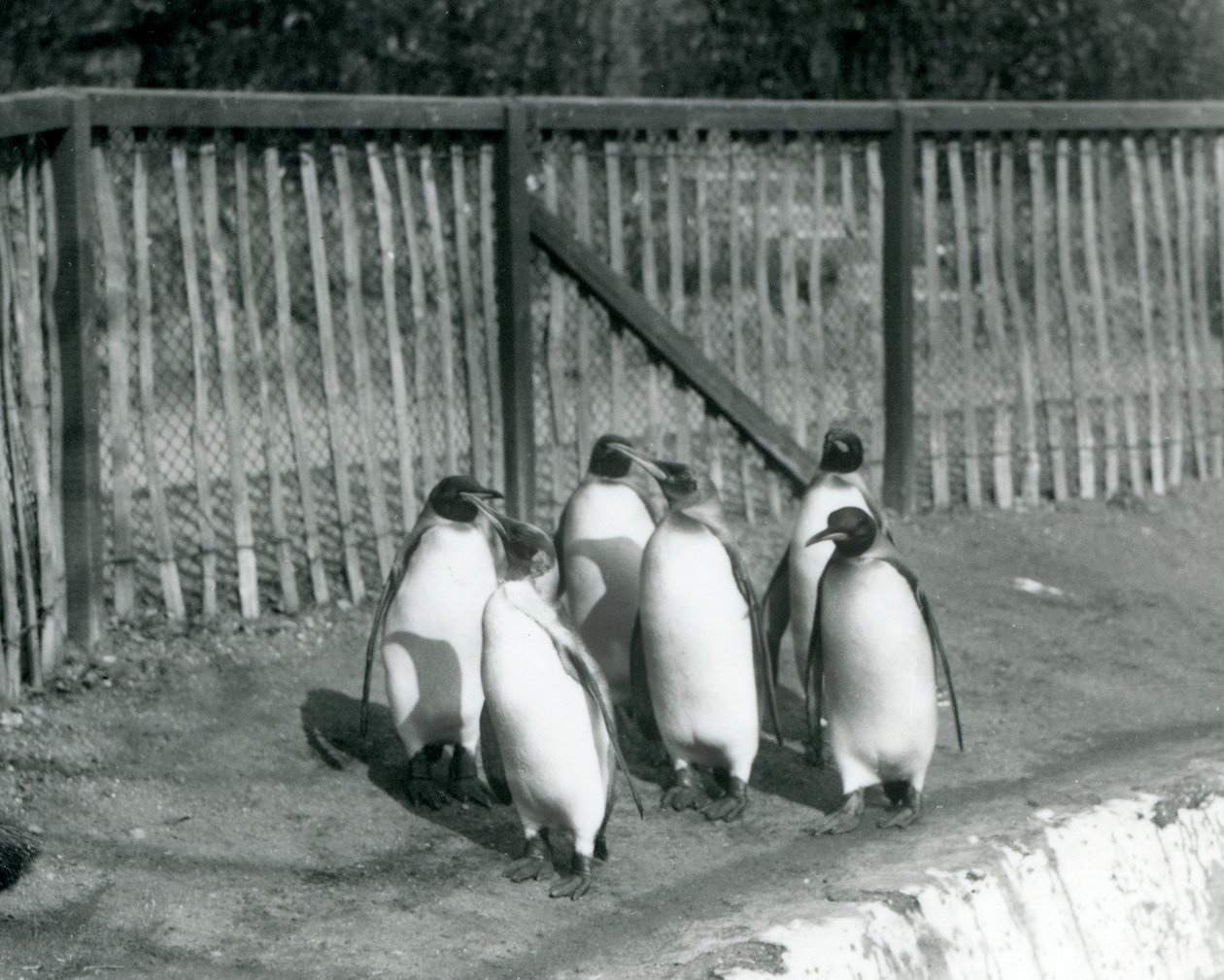 Zes Koningspinguïns wandelend naast hun zwembad in London Zoo in 1927 door Frederick William Bond