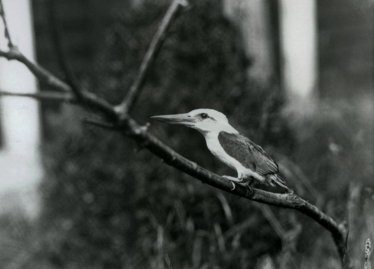 Stork-billed ijsvogel rustend op een tak, deze ondersoort is van de Sulu-archipel in de Filipijnen, London Zoo door Frederick William Bond
