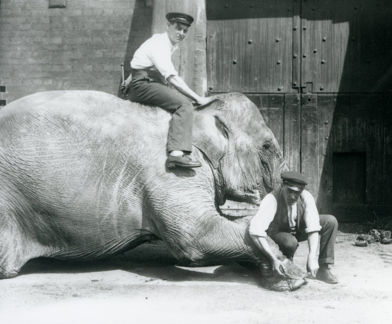 Sundermalah krijgt haar voorpoot verzorgd door een verzorger met een vijl, terwijl een andere op haar rug zit, London Zoo, augustus 1926 door Frederick William Bond