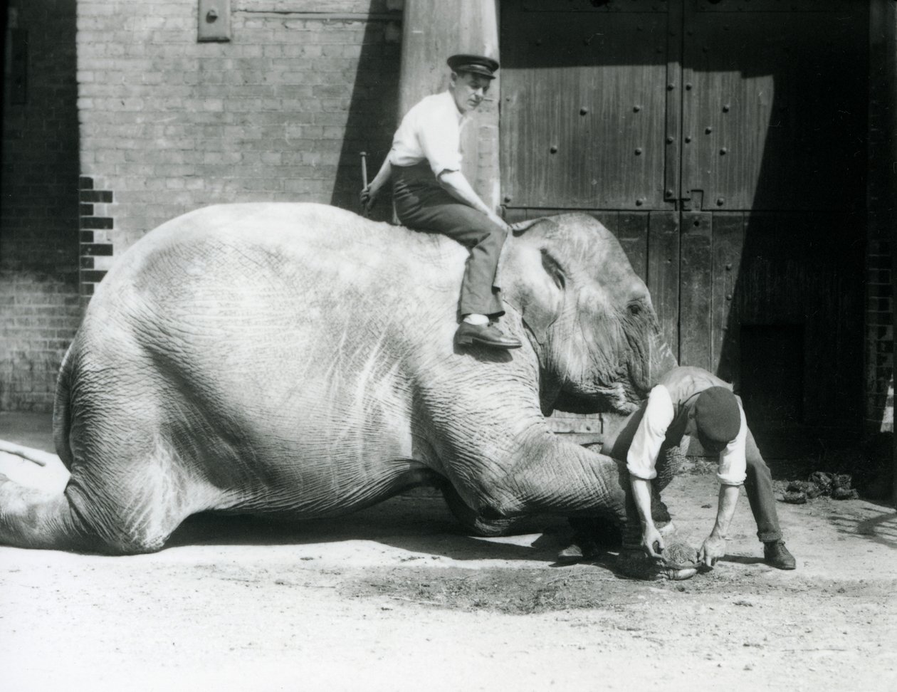 Sundermalah krijgt haar voorpoot verzorgd door een verzorger met een vijl, terwijl een andere op haar rug zit, London Zoo, 1926 door Frederick William Bond