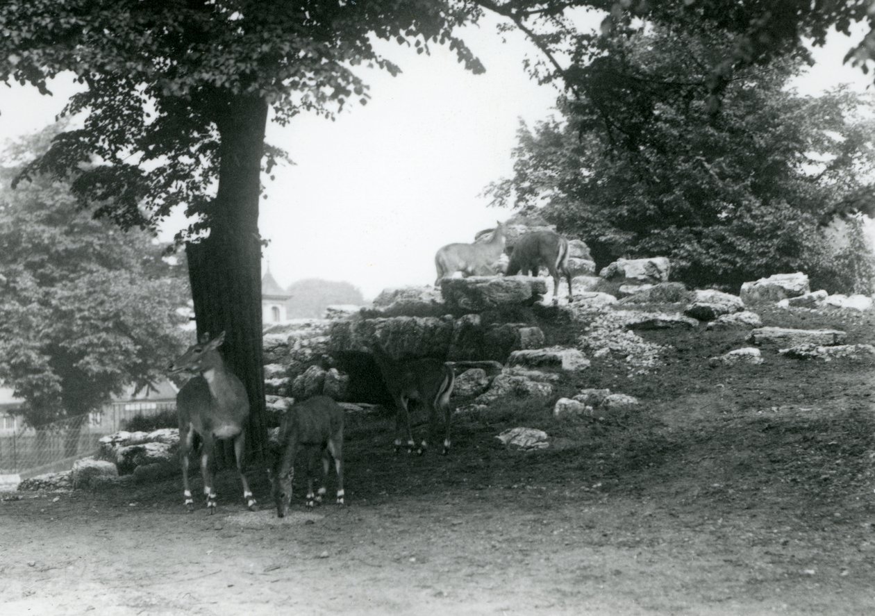 Het elandantilopenverblijf in de London Zoo in 1924 door Frederick William Bond