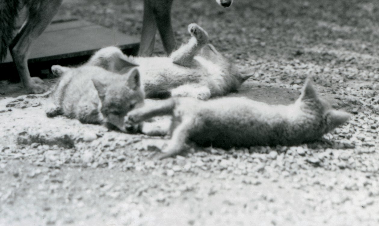 Drie coyote pups rollend op de grond, aan de voeten van hun moeder, London Zoo door Frederick William Bond